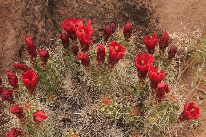 Canyonlands National Park Needles District by 4x4 - Who this tour fits best (and who should think twice)