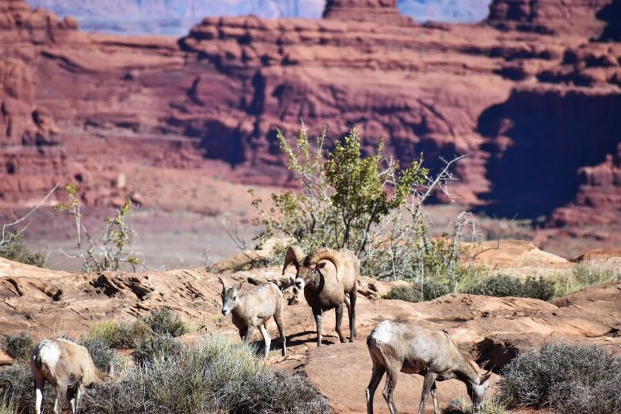 From Moab: Canyonlands 4x4 Drive and Colorado River Rafting - Lunch on the Colorado River: the calm break before the action