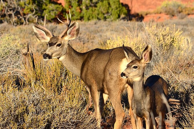 Half Day Private Arches National Park Guided Tour - Who This Tour Suits Best (And Who Might Skip It)