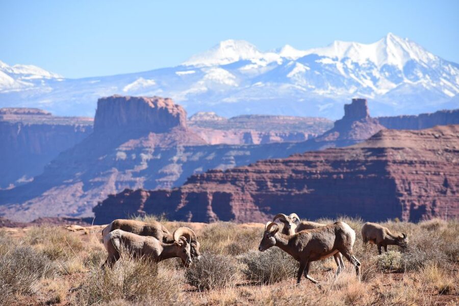 Moab: Canyonlands National Park 4x4 White Rim Tour - Lathrop Canyon to the Riverside Oasis: Lunch With Real Stakes