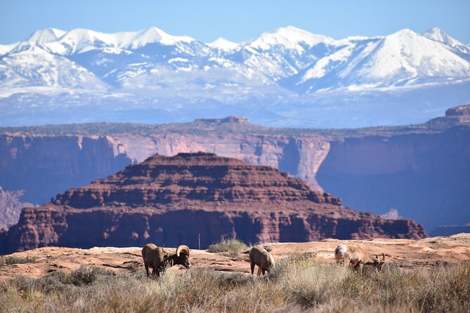 Moab Combo: Colorado River Rafting and Canyonlands 4X4 Tour - Price check: is $264.63 per person good value in Moab?